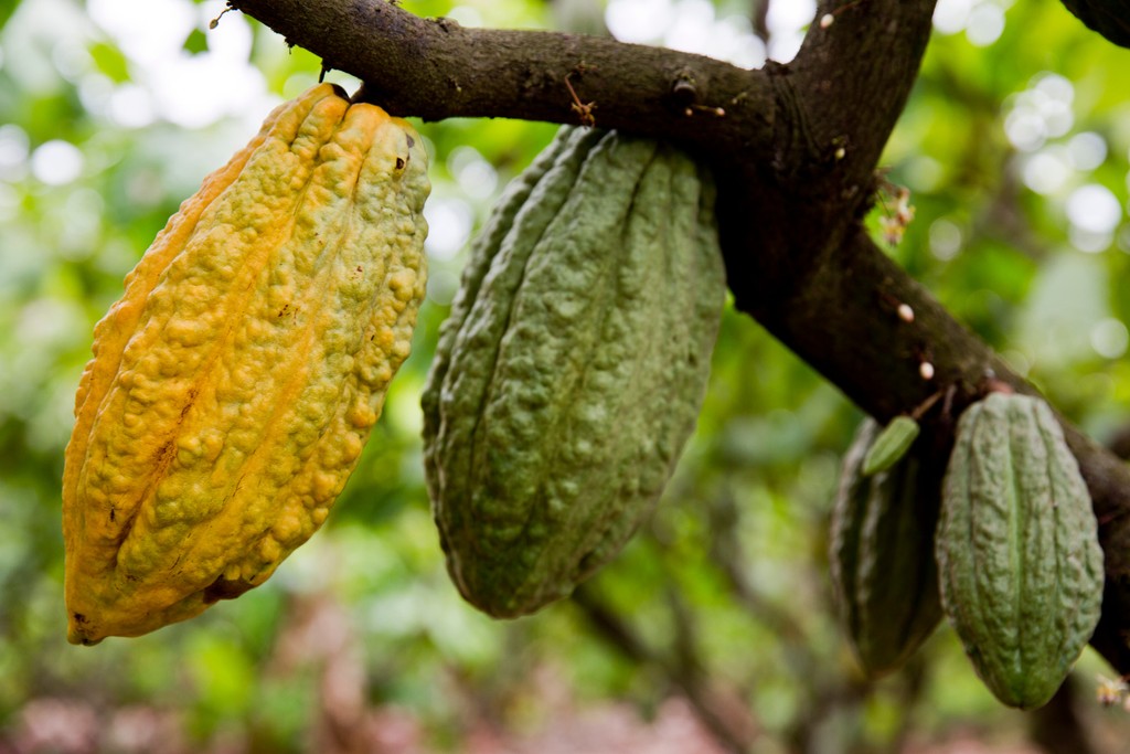 Das Foto zeigt die reifen und farbenfrohen Kakaoschoten am Kakaobaum hängend. Es ist beim Besuch der Bio Fairtrade Kakao Bauern und der Betriebsbesichtigung der Bio Fairtrade Kakao Kooperative entstanden. Wir führen durch alle Schritte der Kakao Herstellung.  Das Foto zeigt den Anbau und die Ernte des Kakaos.