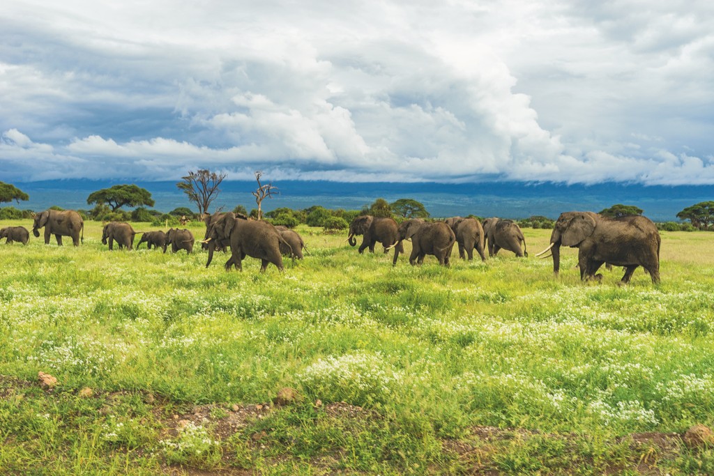 Sie sehen eine Herde von Elefanten in einem Nationalpark von Tansania. Das Foto ist bei der Kaffee Reise beim Besuch der Bio Fairtrade Kaffee und der Betriebsbesichtigung der Bio Fairtrade Kaffee Kooperative Bauern in Tansania entstanden. Wir führen durch alle Schritte der Kaffee Herstellung. Daneben bleibt Zeit zum Genießen von Land und Leute wie zum Beispiel eine Safari. 