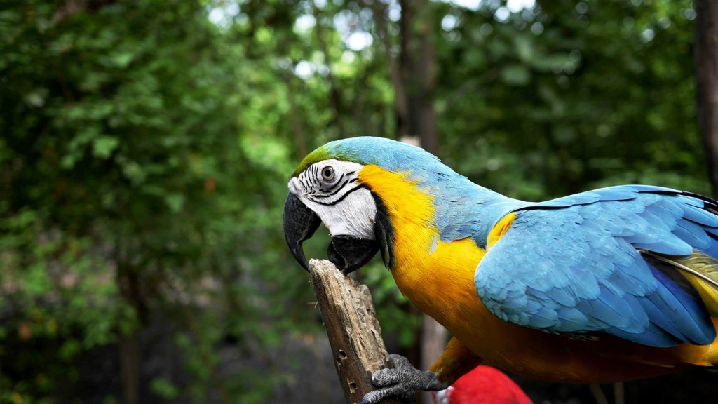 Ein bunter Vogel sitzt im Vordergrund. Im Hintergrund sehen Sie den Urwald Mexicos. Dorthin wird die nächste Reise für den Blindenverband inkl. dem Besuch von Fairtrade Bio Kaffee gehen.