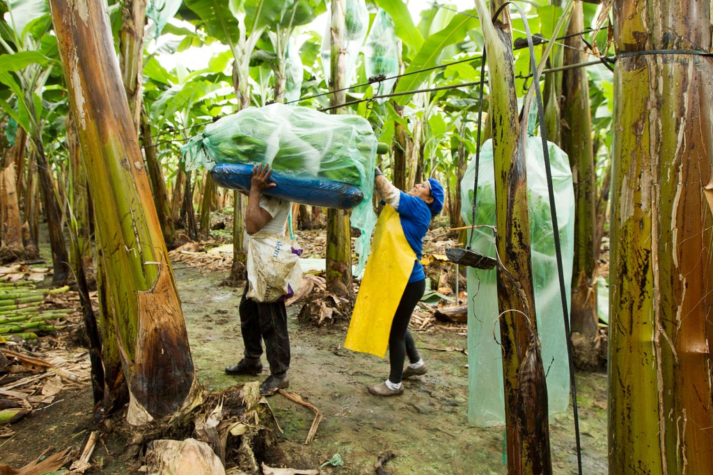 Das Foto zeigt den Mitarbeiter der Bananen Kooperative im Feld der Bananenplantage beim Transport der Bananen. Es ist beim Besuch der Bio Fairtrade Kakao und Bananen Bauern und der Betriebsbesichtigung der Bio Fairtrade Kakao und Bananen Kooperative in Ecuador entstanden. Dabei zeigen wir alle Schritte der Bananen Herstellung. Wie im Bild zu sehen werden die reifen Bananen auf der Schulter zur Sammelstelle der Kooperative gebracht.
