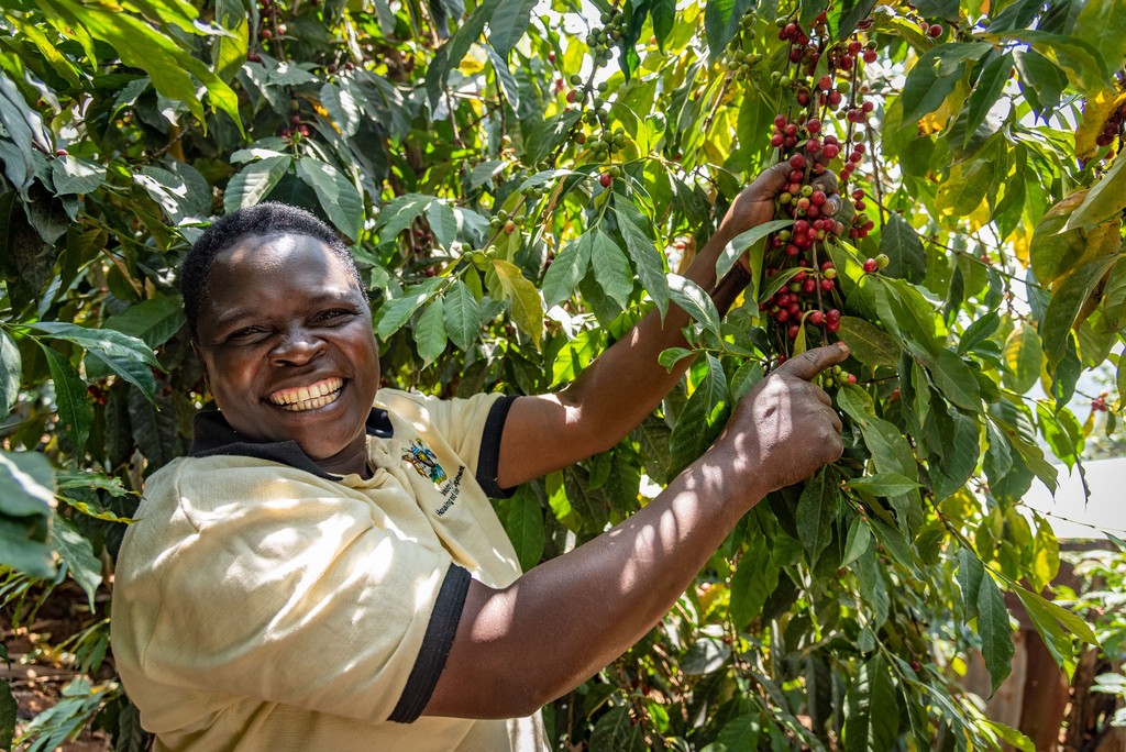 Sie sehen eine Kaffeebäuerin, welche die reifen, roten Kaffeekirschen pflückt. Das Foto ist bei der Kaffee Reise 2019 nach Uganda, beim Besuch der Bio Fairtrade Kaffee Bauern und der Betriebsbesichtigung der Bio Fairtrade Kaffee Kooperative entstanden. Wir führen durch alle Schritte der Kaffeeernte und -Produktion. Dies ist die Ernte der Kaffeekirschen.