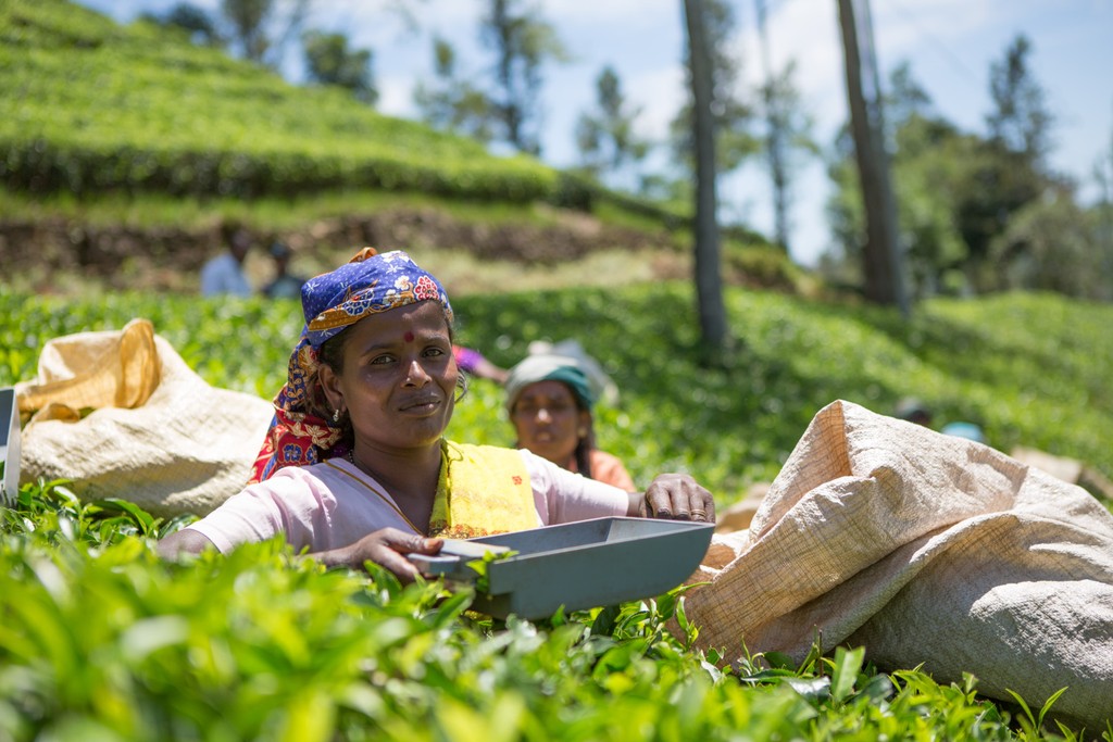 Sie sehen eine typische Tee Landschaft. Das Foto ist bei der Tee Reise beim Besuch der Bio Fairtrade Teebauern und der Betriebsbesichtigung der Bio Fairtrade Tee Kooperative in Sri Lanka entstanden. Wir führen durch alle Schritte der Tee Herstellung. Im Vordergrund sehen Sie die reifen grünen Teeblätter und eine Pflückerin in traditioneller Kleidung. Im Hintergrund sind die schönen Teegärten einen Berges zu sehen.