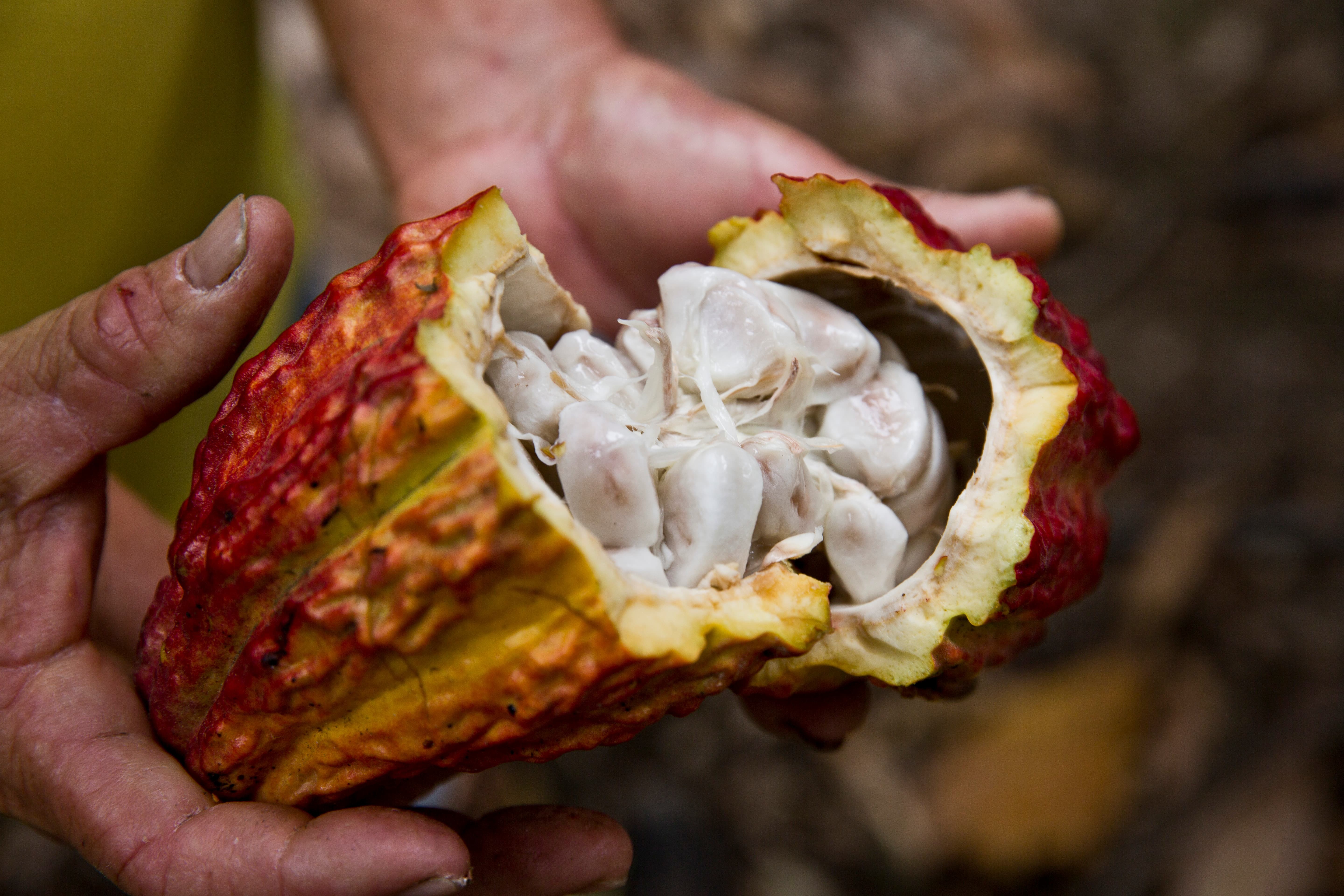 ️☀️ Von der Kakaobohne zur Schokolade | Alle Infos und Fotos