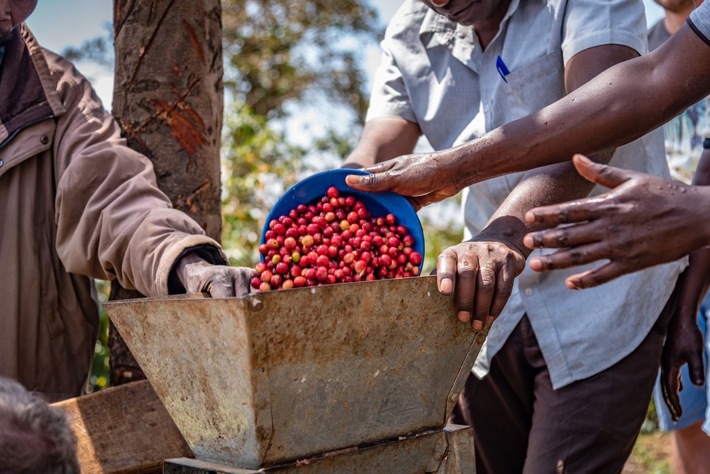 Sie sehen Fairtrade Bauern der Fairtrade Bio Kaffee Kooperative aus Uganda. Die Mitglieder der Kaffee Kooperative geben die roten Kaffeekirschen in die Handtrommel. Das Foto ist bei der Kaffee Reise 2019 nach Uganda, beim Besuch der Bio Fairtrade Kaffee Bauern und der Betriebsbesichtigung der Bio Fairtrade Kaffee Kooperative entstanden. Wir führen durch alle Schritte der Kaffeeernte und –Produktion. Hier werden die Kirschen aus dem Schaffell in den Trichter der Mühle geleert, während andere Bauern die Kaffeemühle halten.