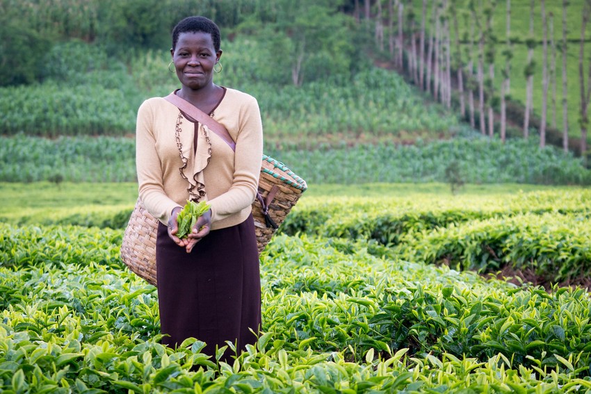 Sie sehen eine typische Tee Landschaft. Das Foto ist bei der Tee Reise beim Besuch der Bio Fairtrade Teebauern und der Betriebsbesichtigung der Bio Fairtrade Tee Kooperative in Tansania entstanden. Wir führen durch alle Schritte der Tee Herstellung. Im Vordergrund sehen Sie die reifen grünen Teeblätter und eine Mitarbeiterin der Tee Kooperative. Im Hintergrund sind die schönen Teegärten zu sehen. 