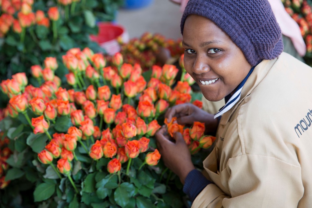 Das Foto zeigt eine Mitarbeiterin welche die Fairtrade Rosen kontrolliert und sortiert. Das Foto ist bei der Rosen Reise beim Besuch der Fairtrade Rosen und der Betriebsbesichtigung der Fairtrade Rosen Kooperative in Tansania entstanden. Wir führen durch alle Schritte der Rosen Herstellung. 

