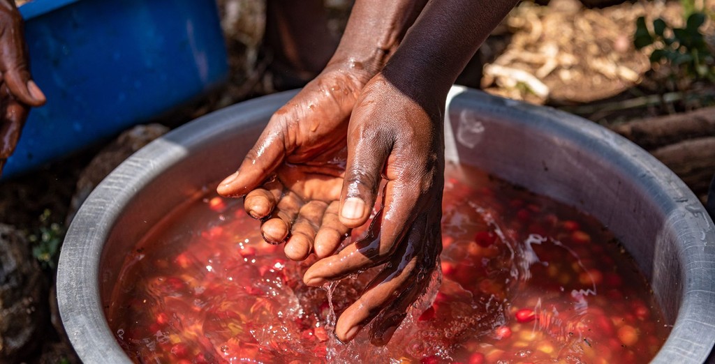 Sie sehen das Waschen der Kaffeekirschen. Das Foto ist bei der Kaffee Reise 2019 nach Uganda, beim Besuch der Bio Fairtrade Kaffee Bauern und der Betriebsbesichtigung der Bio Fairtrade Kaffee Kooperative entstanden. Wir führen durch alle Schritte der Kaffeeernte und –Produktion. Das Foto zeigt ein silbernes Schaffell voll Kaffeekirschen im Wasser und zwei Hände, die die Kaffeekirschen waschen. 