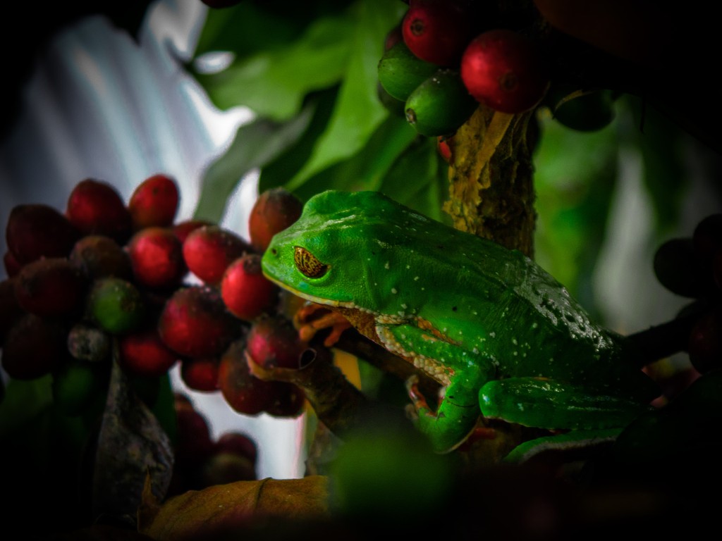 Sie sehen einen grünen Frosch der auf einem Kaffeestrauch auf einer Bio Fairtrade Kaffeefarm sitzt. Man erkennt den Ast und die roten erntereifen Kaffeekirschen. Im Hintergrund ist der Dschungel sichtbar. 