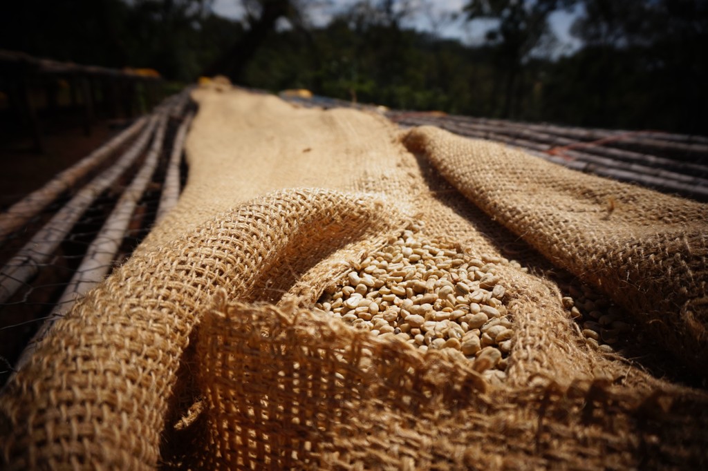 Sie sehen den Kaffee beim Trocknen der Fairtrade Bio Kaffee Kooperative in Tansania.