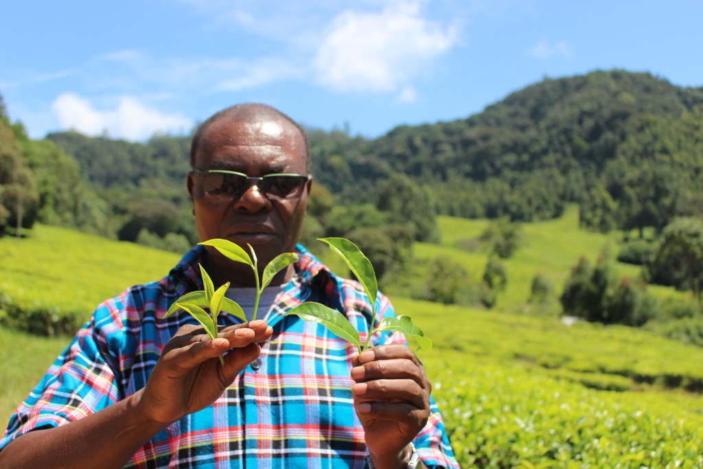 Priester Tarimo, unser Kontaktmann vor Ort in Lushoto, Tansania hält verschiedene Teeblätter in die Luft. Im Hintergrund sehen Sie die wunderschöne Bio Fairtrade Teeplantage in den Bergen.