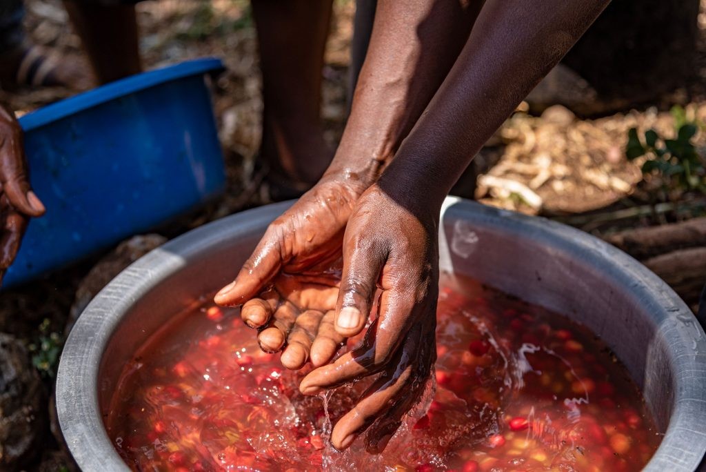 Sie sehen das Waschen der Kaffeekirschen. Das Foto ist bei der Kaffee Reise 2019 nach Uganda, beim Besuch der Bio Fairtrade Kaffee Bauern und der Betriebsbesichtigung der Bio Fairtrade Kaffee Kooperative entstanden. Wir führen durch alle Schritte der Kaffeeernte und –Produktion. Das Foto zeigt ein silbernes Schaffell voll Kaffeekirschen im Wasser und zwei Hände, die die Kaffeekirschen waschen. 
