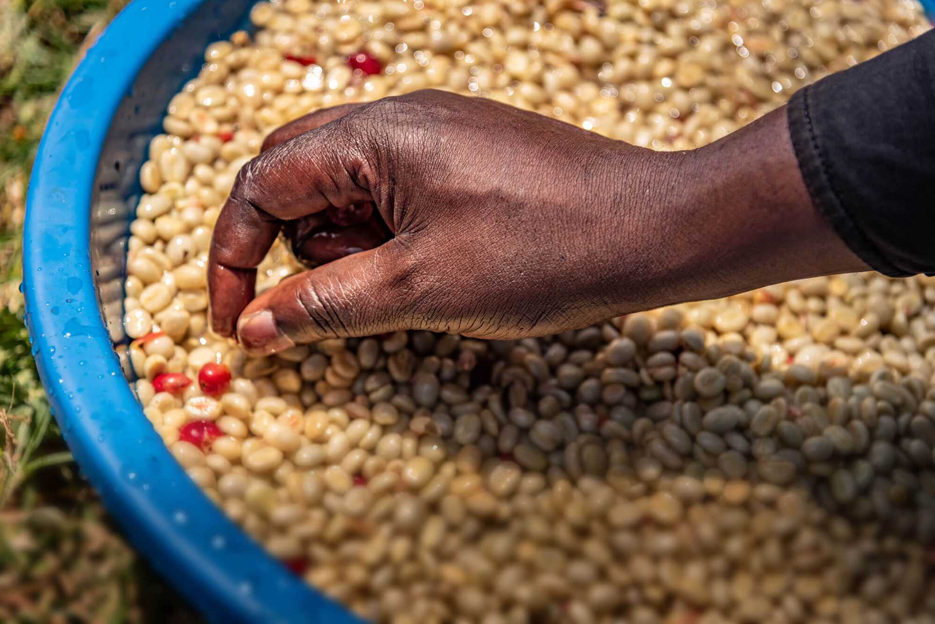 Das Foto ist bei der Kaffee Reise 2019 nach Uganda, beim Besuch der Bio Fairtrade Kaffee Bauern und der Betriebsbesichtigung der Bio Fairtrade Kaffee Kooperative entstanden. Wir führen durch alle Schritte der Kaffeeernte und –Produktion. Sie sehen die Fermentation der Kaffeebohnen. Nach der Mühle bleiben die Bohnen viele Stunden in einem Schaffell. Eine Hand sortiert Reste der Kirschen aus.