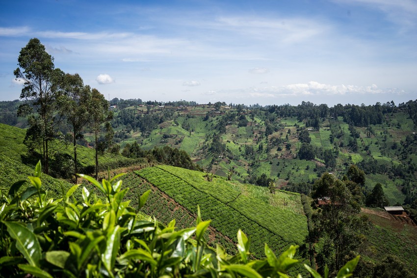 Sie sehen eine typische Tee Landschaft. Das Foto ist bei der Tee Reise beim Besuch der Bio Fairtrade Teebauern und der Betriebsbesichtigung der Bio Fairtrade Tee Kooperative in Uganda entstanden. Wir führen durch alle Schritte der Tee Herstellung. Im Vordergrund sehen Sie die reifen grünen Teeblätter. Im Hintergrund sind die schönen Teegärten einen Berges zu sehen. 
