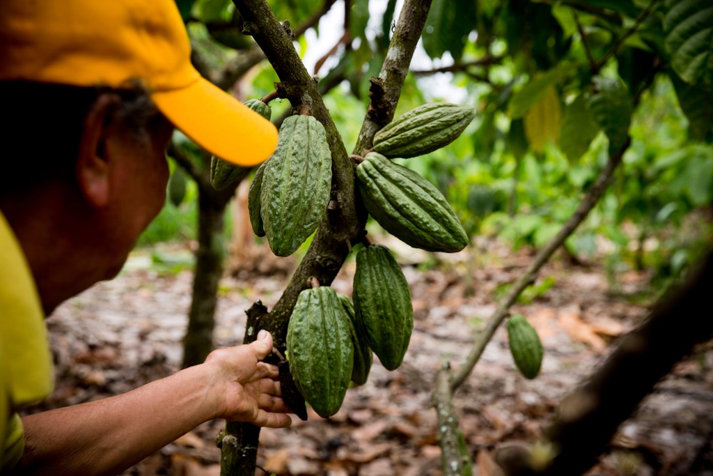 Das Foto zeigt die reifen und farbenfrohen Kakaoschoten am Kakaobaum hängend. Es ist beim Besuch der Bio Fairtrade Kakao Bauern und der Betriebsbesichtigung der Bio Fairtrade Kakao Kooperative in Ecuador entstanden. Wir führen durch alle Schritte der Kakao Herstellung.  Das Foto zeigt den Anbau und die Ernte des Kakaos.