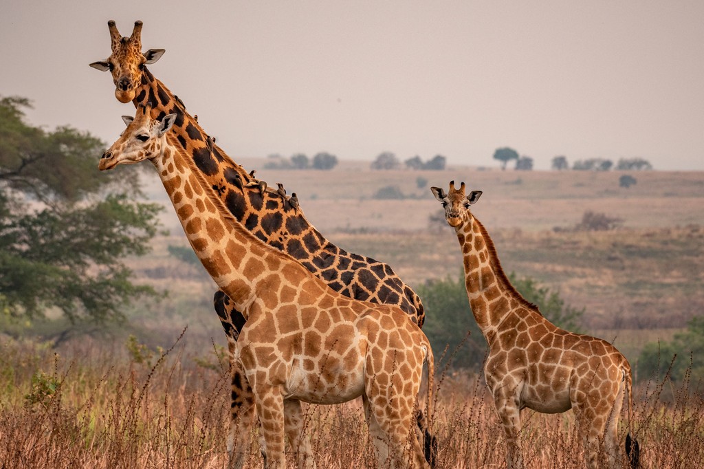 Sie sehen zwei Giraffen im Muchsinson Fall Nationalpark. Das Foto ist bei der Kaffee Reise 2019 nach Uganda, beim Besuch der Bio Fairtrade Kaffee Bauern und der Betriebsbesichtigung der Bio Fairtrade Kaffee Kooperative entstanden. Im Anschluss konnten wir die Tierwelt bei einer Land- und einer Bootssafari im Nationalpark bestaunen. 