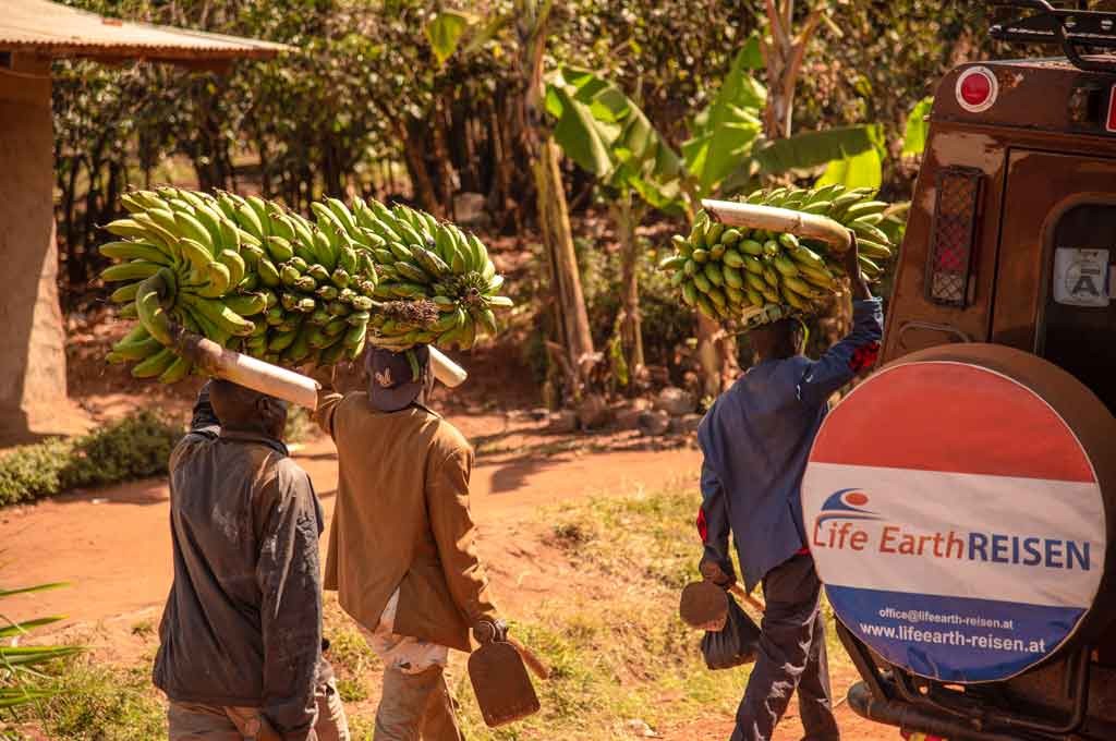 Der Jeep von Life Earth Reisen in Uganda, neben den Bananen.