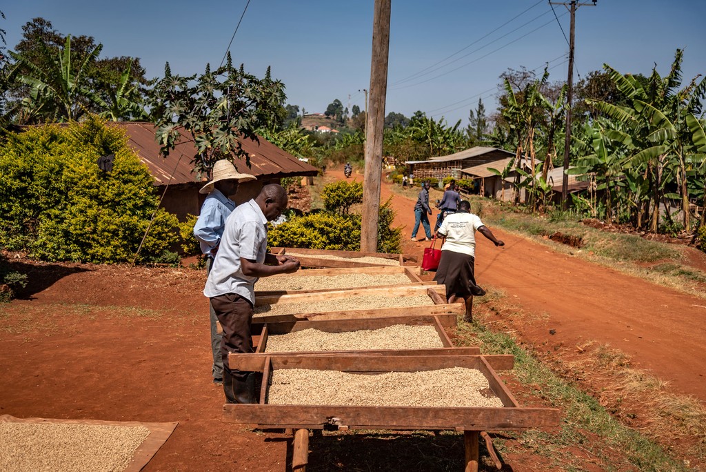 Das Foto ist bei der Kaffee Reise 2019 nach Uganda, beim Besuch der Bio Fairtrade Kaffee Bauern und der Betriebsbesichtigung der Bio Fairtrade Kaffee Kooperative entstanden. Wir führen durch alle Schritte der Kaffeeernte und –Produktion. Das Foto zeigt den Garten eines Kaffeebauers. Im Bild sind die Holzvorrichtungen auf welchen der Kaffee zum Trocknen ausgebreitet wird.