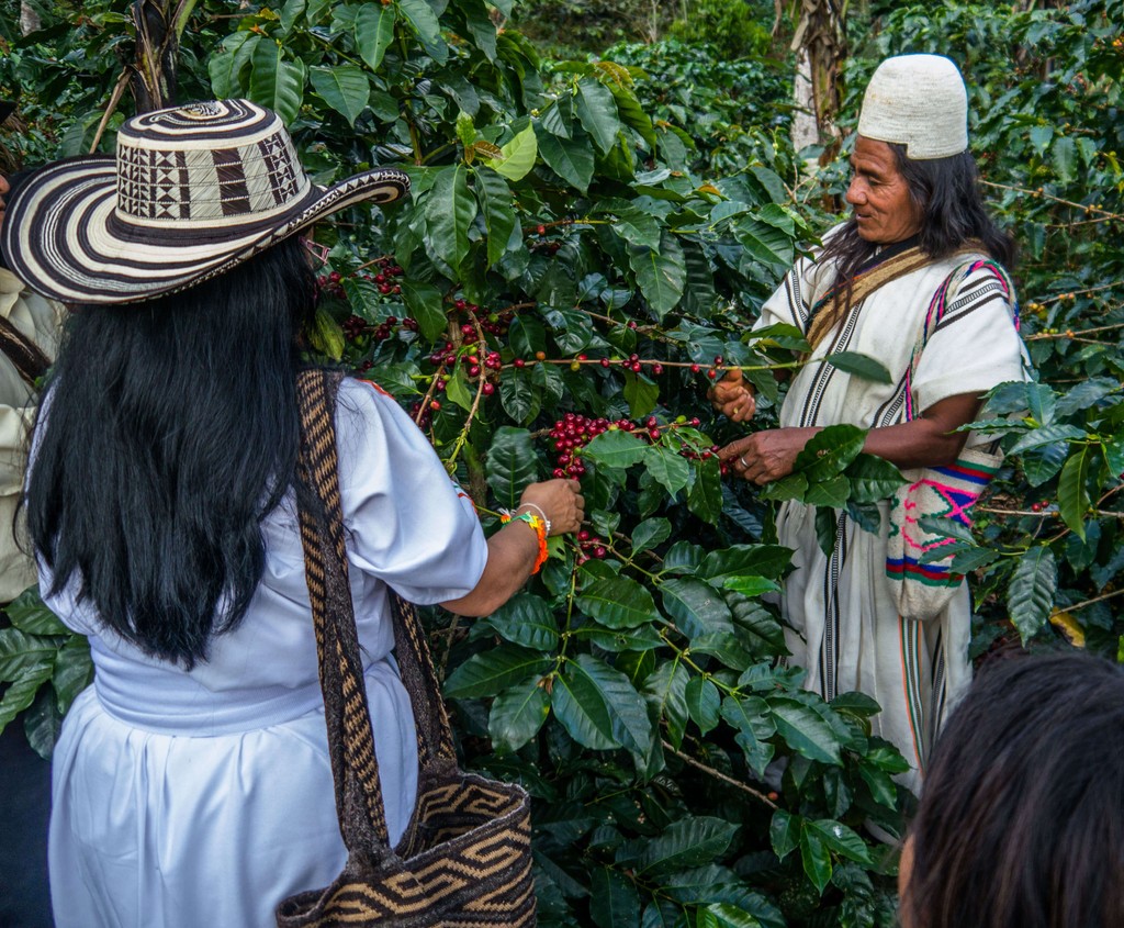 Sie sehen die Mitglieder einer Gemeinde der indigenen Kaffee Kooperative in den traditionellen Kleidern. Die Frau und der Mann ernten mit Vorsicht und Liebe die roten, reifen Kaffeekirschen. Das Foto ist bei der Kaffee Reise nach Kolumbien, beim Besuch der Bio Fairtrade Kaffee Bauern und der Betriebsbesichtigung der Bio Fairtrade Kaffee Kooperative entstanden. Im Hintergrund sehen Sie die wunderschöne Landschaft der Sierra Nevada und einen Kaffeestrauch mit vielen roten, reifen Kaffeekirschen. 
