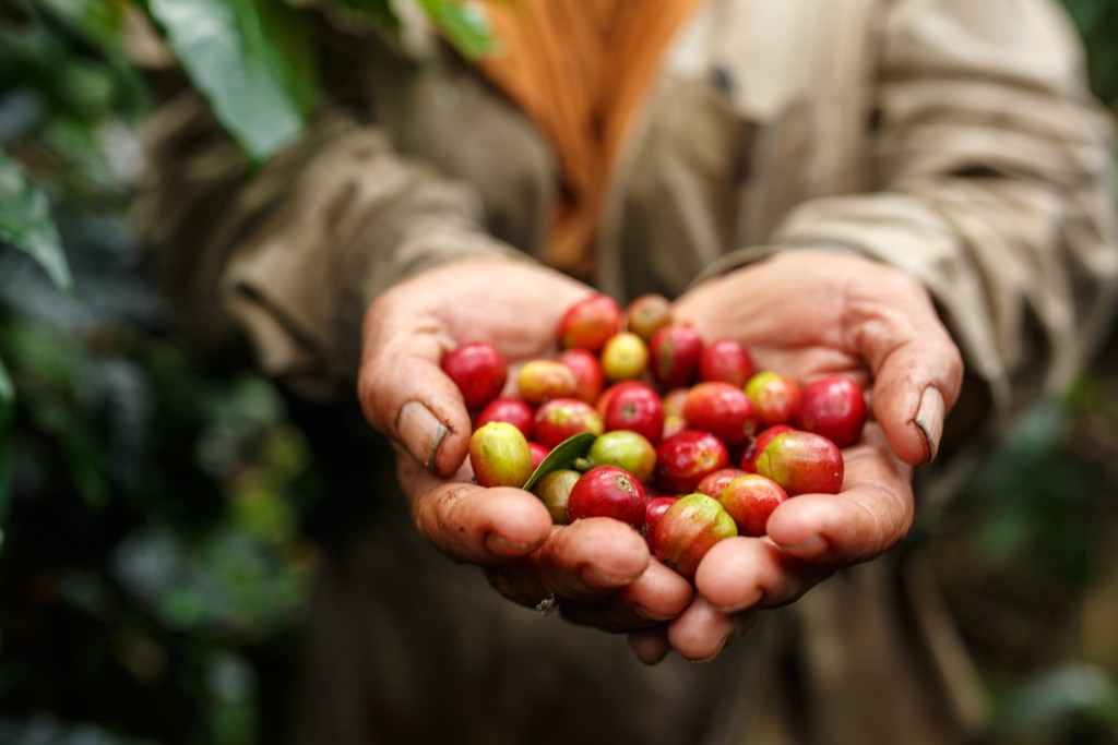 Sie sehen die Hand eines Bio Fairtrade Kaffee Bauers in Costa Rica. In der Hand liegen die frischen Kaffeebohnen. 