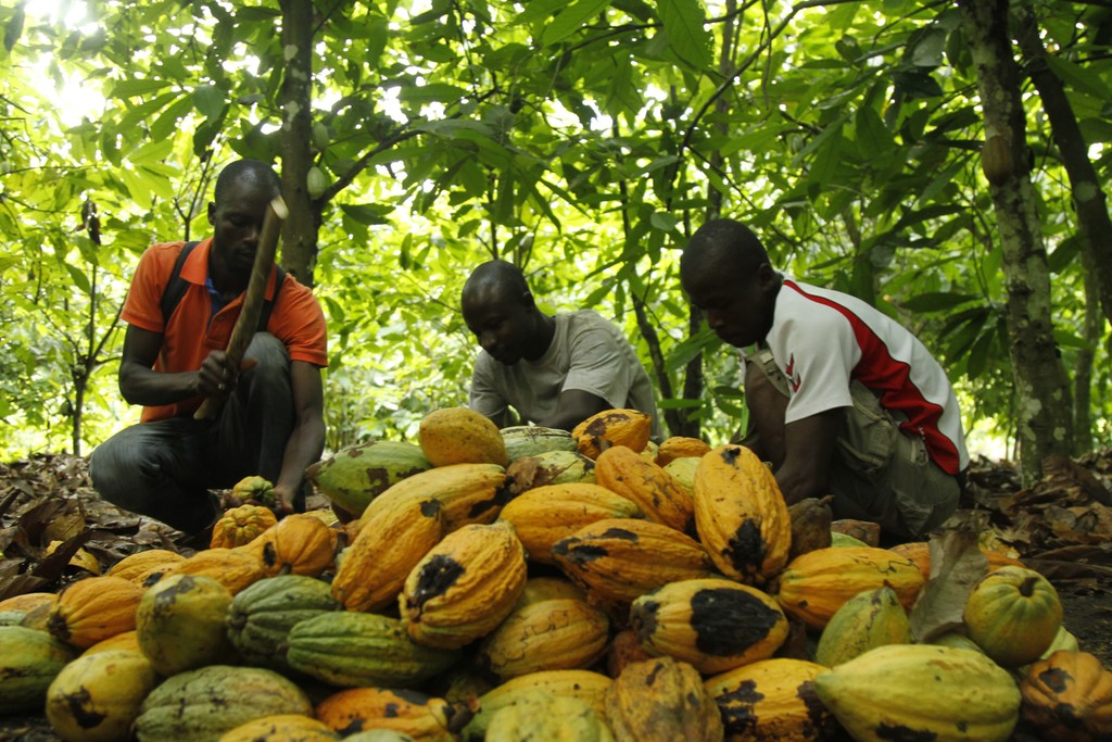 Das Foto zeigt Kakaobauern beim Sammeln der Kakaobohnen einer Kakao Kooperative in Westafrika. Es ist beim Besuch der Bio Fairtrade Kakao Bauern und der Betriebsbesichtigung der Bio Fairtrade Kakao Kooperative in der Elfenbeinküste entstanden. Wir führen durch alle Schritte der Kakao Herstellung. Hier werden die Bohnen von den am Boden sitzenden Männern geöffnet. 
